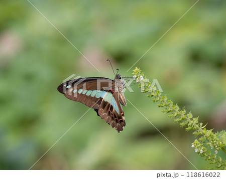 花の蜜を吸うアオスジアゲハ 118616022