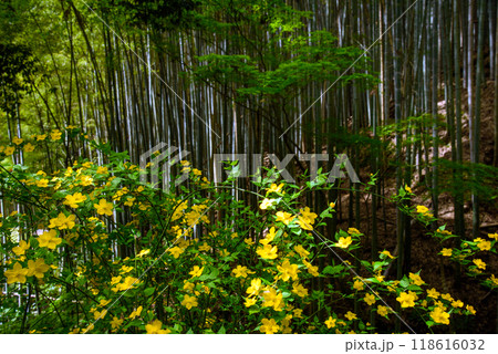 黄色い山吹の花と竹林 黄色い山吹の花と竹林 118616032