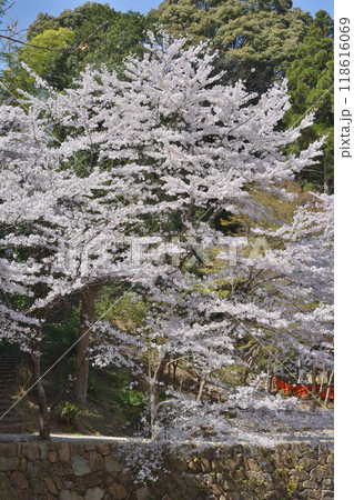 御髪神社の桜 御髪神社の桜 118616069