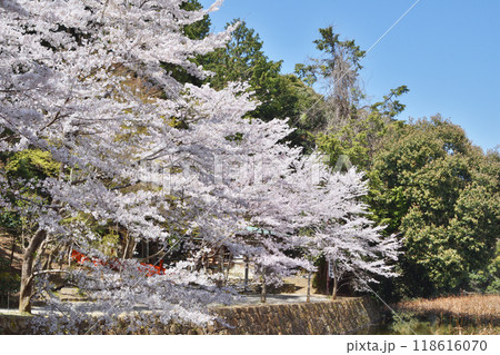 御髪神社の桜 118616070
