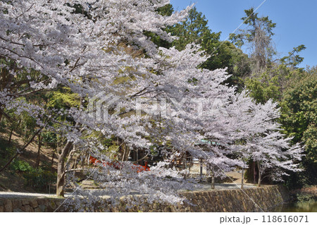 御髪神社の桜 118616071
