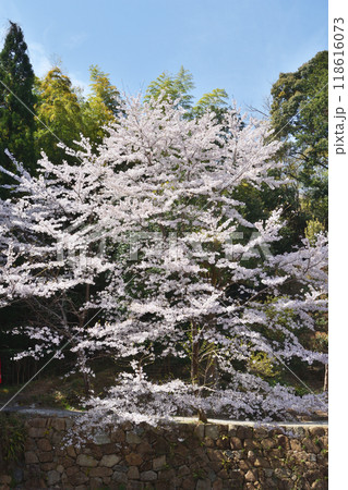 御髪神社の桜 118616073