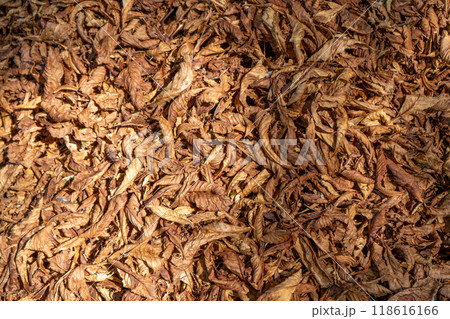 Dry Chestnut Leaves. Autumn. Dry Chestnut Leaves. Autumn. 118616166