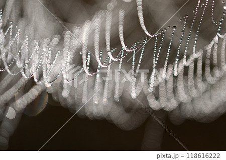 朝露を纏って輝く蜘蛛の巣　クローズアップ 118616222