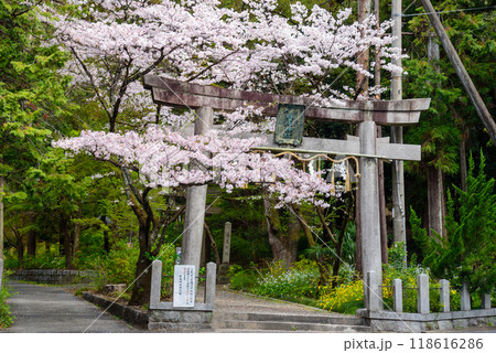桜に囲まれた椎尾神社の鳥居 118616286