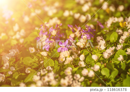 White anemone and violet flowers growing in spring forest, natural seasonal background White anemone and violet flowers growing in spring forest, natural seasonal background 118616378