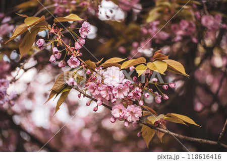 Sakura flowers blooming, spring seasonal Easter background 118616416
