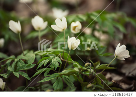 White anemone flowers growing in spring forest, natural seasonal background 118616417