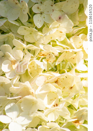 Hydrangeas petal bud background. White Hydrangea flower. 118616520