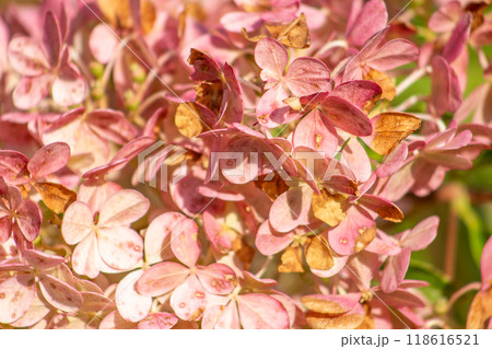 Hydrangeas petal bud background. Pink Hydrangea flower. Hydrangeas petal bud background. Pink Hydrangea flower. 118616521