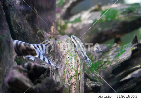 オトシンクルス アップ オトシンクルス アップ 118616653