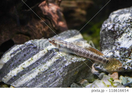 ニジイロボウズハゼ　アップ 118616654