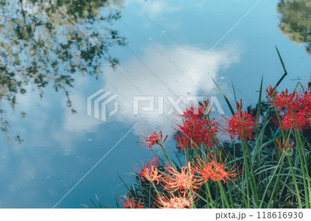 水辺に咲く彼岸花 118616930