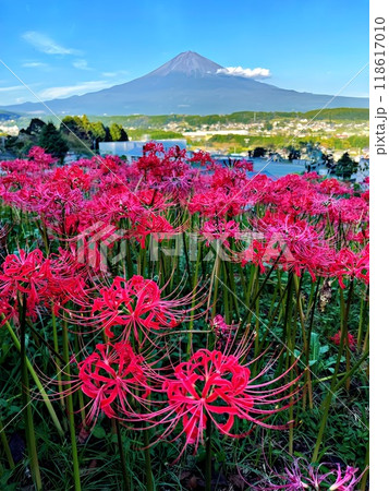 興徳寺の彼岸花 118617010
