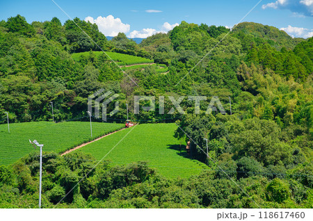 山間の緑が美しい茶畑 山間の緑が美しい茶畑 118617460