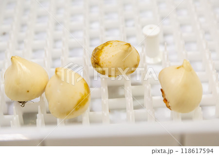 special boxes for forcing tulip bulbs on an industrial scale 118617594
