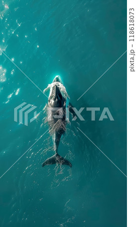 A lonely whale surfs the waves of the ocean, a whale swims underwater in the ocean 118618073