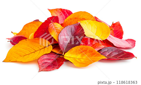 Colorful Autumn Leaves in Vibrant Shades of Red and Yellow 118618363