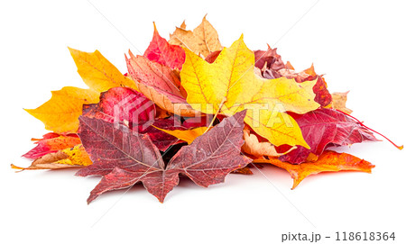Vibrant Autumn Leaves in Red and Yellow Hues Vibrant Autumn Leaves in Red and Yellow Hues 118618364