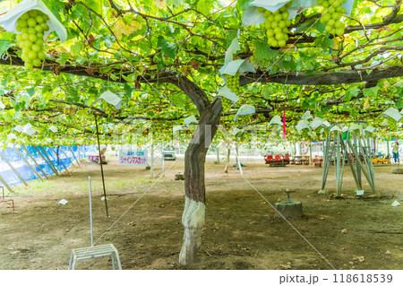【山梨県】ぶどう狩り 葡萄園のブドウ シャインマスカット 【山梨県】ぶどう狩り 葡萄園のブドウ シャインマスカット 118618539