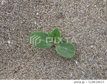 砂浜に生える芽 砂浜に生える芽 118618613