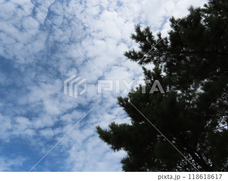 松の木と青空 松の木と青空 118618617