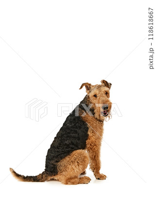 Curious Airedale Terrier sits on hind legs, looking over its shoulder with mischievous grin. Dog with fluffy fur and playful expression against white studio background. Curious Airedale Terrier sits on hind legs, looking over its shoulder with mischievous grin. Dog with fluffy fur and playful expression against white studio background. 118618667