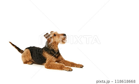 Playful Airedale Terrier lies on its side, looking up with hopeful expression. Its ears perked up, and tail wagging excitedly against white background. Playful Airedale Terrier lies on its side, looking up with hopeful expression. Its ears perked up, and tail wagging excitedly against white background. 118618668