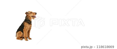 Banner. Curious Airedale Terrier sits on its hind legs, gazing intently to side against white studio background with negative space to insert text. Banner. Curious Airedale Terrier sits on its hind legs, gazing intently to side against white studio background with negative space to insert text. 118618669