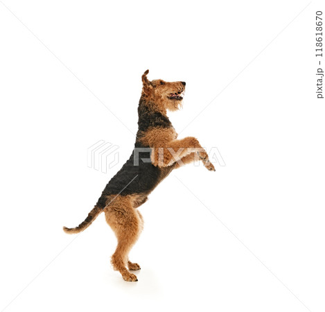 playful Airedale Terrier stands on its hind legs. Its tongue is lolling out in excitement, and its eyes are full of joy against white studio background. 118618670
