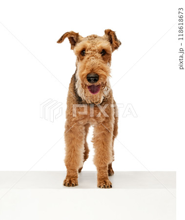 Happy Airedale Terrier stands tall and proud, with bright smile and playful glint in its eyes against white studio background. Happy Airedale Terrier stands tall and proud, with bright smile and playful glint in its eyes against white studio background. 118618673