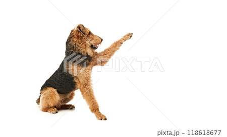 Playful Airedale Terrier, full of energy, sits on its hind legs and reaches out with paw, as if saying, Catch me if you can against white studio background. 118618677