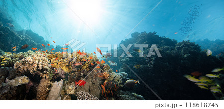 Underwater Tropical Corals Reef with Colorful Sea Fish . Marine Life Sea World . Tropical Colourful Underwater Seascape 118618745
