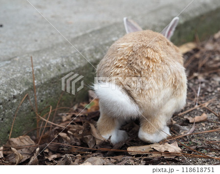 ウサギの尻尾 うさぎのしっぽは種類によって違う？ しっぽの動きでわかるうさぎの