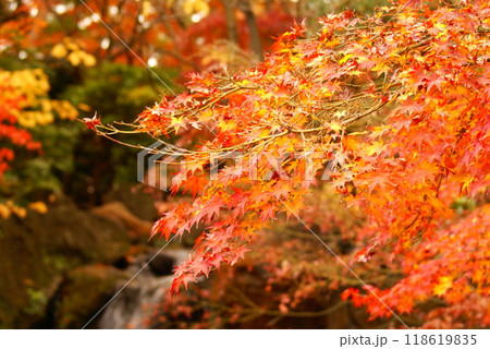 カラー 紅葉 植物 秋 噴水 公園 (2024年9月登録) カラー 紅葉 植物 秋 噴水 公園 (2024年9月登録) 118619835