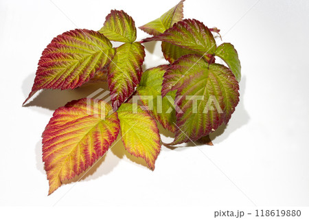 Autumn raspberry leaves on a branch on white Autumn raspberry leaves on a branch on white 118619880