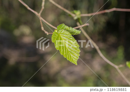 Tree buds in spring. Young large buds on branches against blurred background under the bright sun. Tree buds in spring. Young large buds on branches against blurred background under the bright sun. 118619881