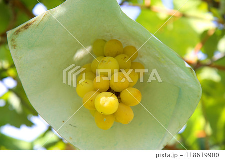 シャインマスカット 118619900