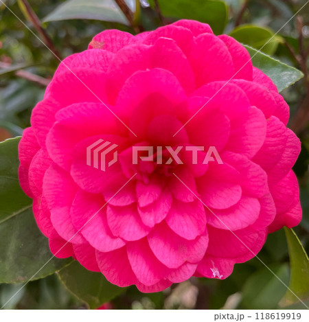 Middlemist Camelia-The rare plant, brought to Britain from China, Camellia of rare pink color, spring floral background Middlemist Camelia-The rare plant, brought to Britain from China, Camellia of rare pink color, spring floral background 118619919