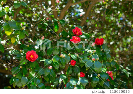 Large mass of deep red Camellia Black Lace flowers in spring 118620036