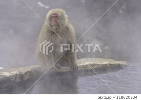 温泉と猿 温泉と猿 118620234