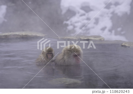 温泉と猿 118620243