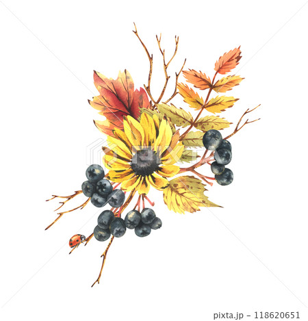 Autumn berries physalis, chokeberry, rowan leaves, maple, birch, russula mushrooms, rudbeckia flowers, tree branches and ladybugs. Watercolor illustrations. Sublimation isolated from the background 118620651