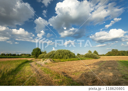 Mowed grass by the rural road and white clouds in the blue sky 118620801