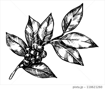 holly leaves and berries, Christmas plant. vector illustration in sketch style holly leaves and berries, Christmas plant. vector illustration in sketch style 118621260