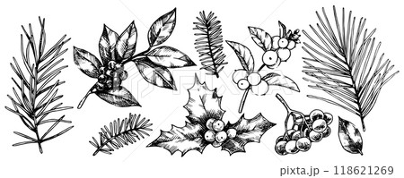 set of Christmas plants, spruce branches, pine trees, holly. vector illustration in sketch style. vintage 118621269