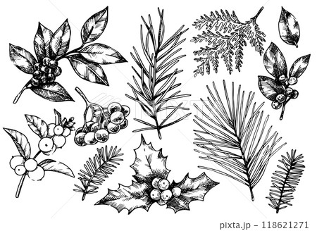 set of Christmas plants, spruce branches, pine trees, holly. vector illustration in sketch style. vintage 118621271