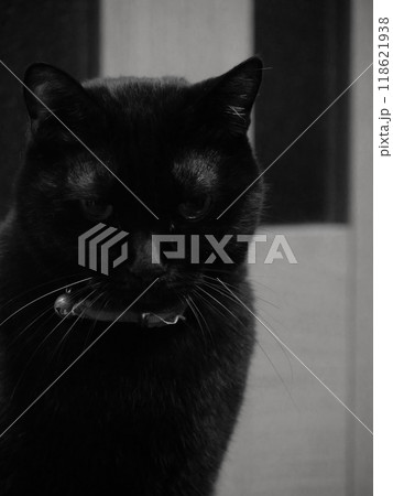 見つめる黒猫 見つめる黒猫 118621938