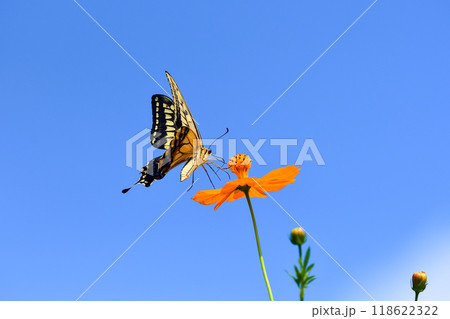 キアゲハ キアゲハ 118622322
