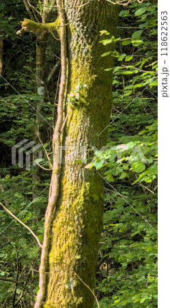 trees united in the forest trees united in the forest 118622563